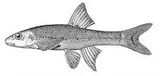 Umatilla Dace, photographed in Oregon