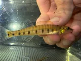 Ozark Logperch, photographed in Arkansas