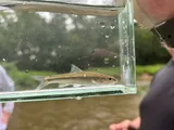 Bigeye Chub, photographed in Ohio