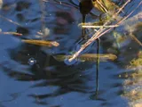 Lined Topminnow, photographed in Florida