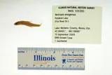Pugnose Shiner, photographed in Illinois