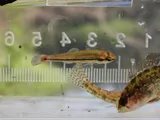 Blue-fintop Minnow, photographed in Florida