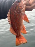 Vermilion Rockfish, photographed in California