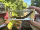 Mountain Brook Lamprey, photographed in North Carolina