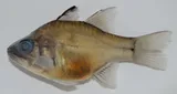 Robbermask Cardinalfish, photographed in Nampula