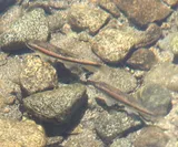 Tahoe Sucker, photographed in California