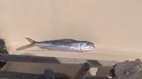 Atlantic Blackwing Flyingfish