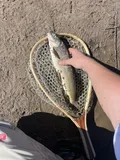 Mountain Whitefish, photographed in Utah