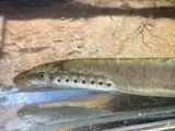 Least Brook Lamprey, photographed in Kentucky