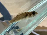 Orangefin Darter, photographed in Kentucky
