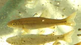Hornyhead Chub, photographed in Ontario