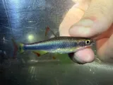 Flagfin Shiner, photographed in Alabama