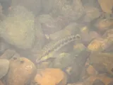 Tennessee Logperch, photographed in Tennessee
