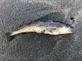 Pacific Tomcod, photographed in British Columbia