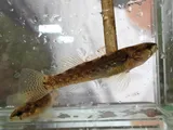 Blackfin Darter, photographed in Alabama