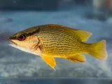 Amarillo Snapper, photographed in Chiapas