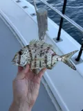 Whitebone Porgy, photographed in Florida