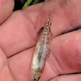 Northern Tidewater Goby, photographed in California