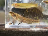Swamp Darter, photographed in Florida