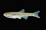 Rio Grande Shiner, photographed in New Mexico