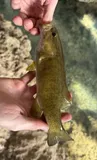 Smallmouth Bass, photographed in Missouri