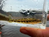 Bandfin Darter, photographed in Kentucky