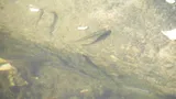 Spotfin Killifish, photographed in Connecticut