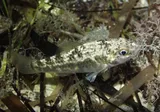 Goldspotted Killifish, photographed in Florida