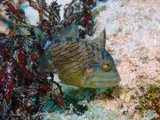 Queen Triggerfish, photographed in West Bay