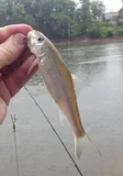 Silver Chub, photographed in Indiana
