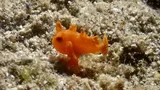 Painted Frogfish, photographed in Negros Oriental