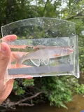 Whitetail Shiner, photographed in South Carolina