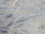 Mummichog, photographed in Maryland