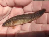 Eastern Mudminnow, photographed in Maryland