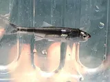 Pacific Anchoveta, photographed in Baja California