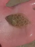 Gulf Flounder, photographed in Florida