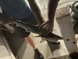Atlantic Sharpnose Shark, photographed in Florida
