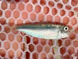 Scaled Sardine, photographed in Florida
