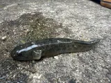 Longjaw Mudsucker, photographed in California