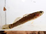 Barrens Darter, photographed in Tennessee
