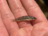 Variegate Darter, photographed in Ohio