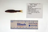 Bigmouth Shiner, photographed in Illinois