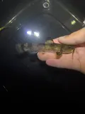 Checkered Madtom, photographed in Arkansas