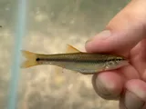 Redspot Chub, photographed in Missouri