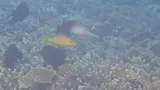 Blue Goatfish, photographed in Papua Barat