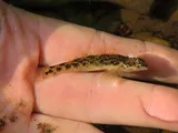 Longfin Darter, photographed in Virginia