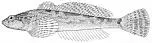 Klamath Lake Sculpin, photographed in Oregon