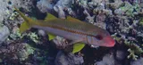 Yellowfin Goatfish