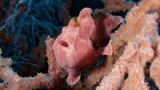 Commerson's Frogfish, photographed in Southern Leyte