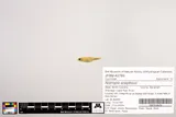 Sandbar Shiner, photographed in North Carolina